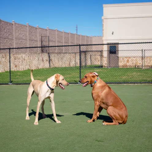 two dogs sitting outside at Elite Suties Dog Boarding, Dog Daycare, and Dog Grooming in Heath